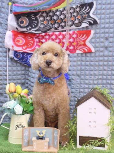 20230517アルトくん